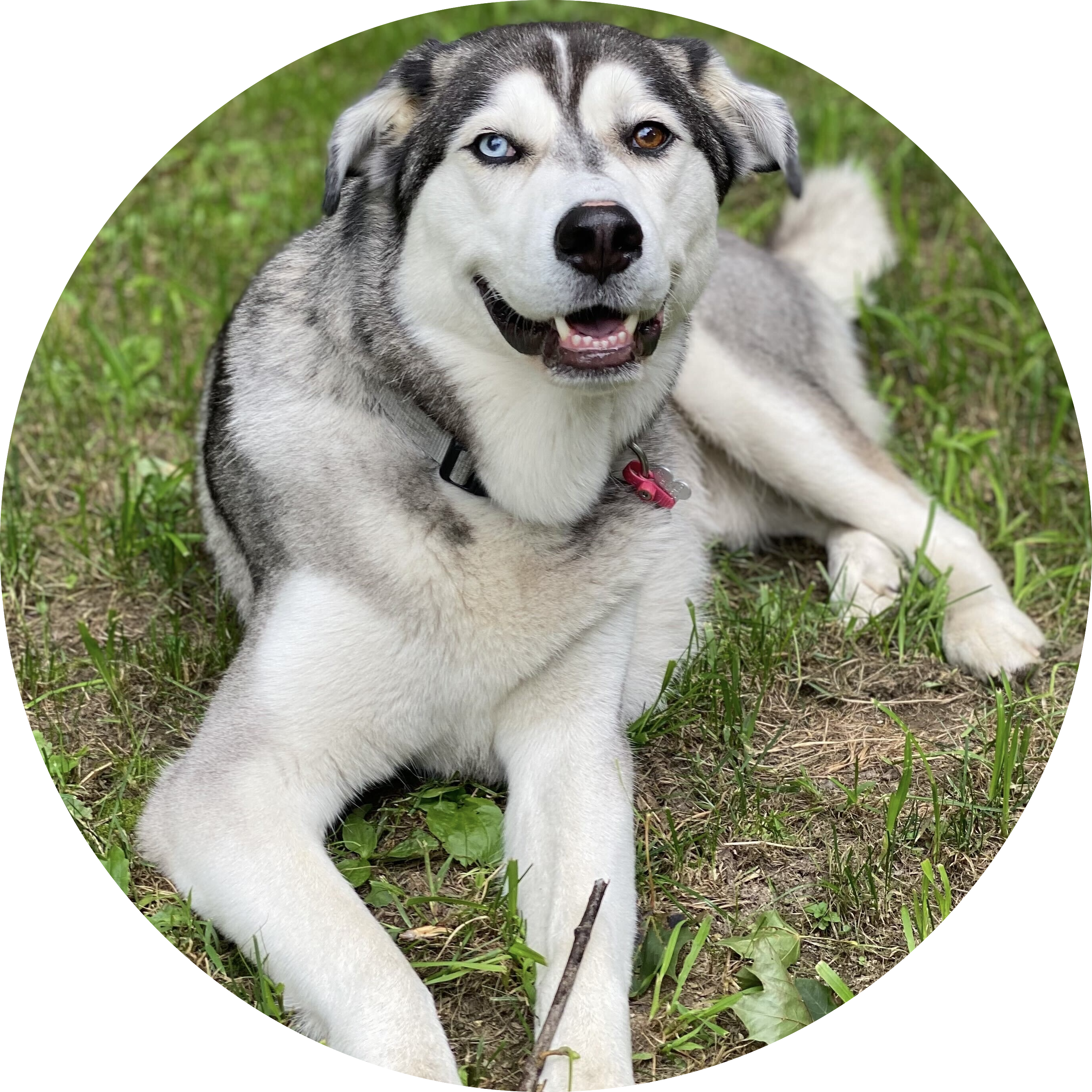picture of grey and white dog